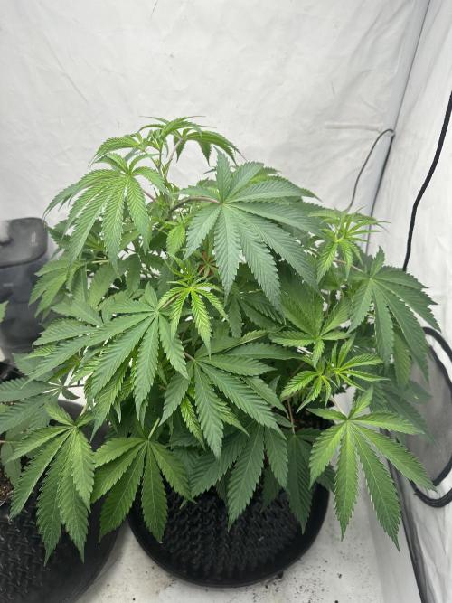 Spring Grow 2026. Week 3 - Before last