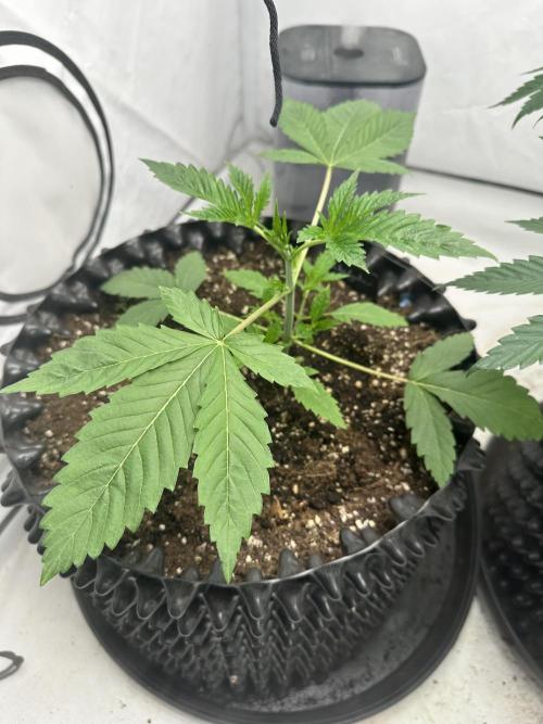 Spring Grow 2026. Week 3 - White Gusher 3 Week