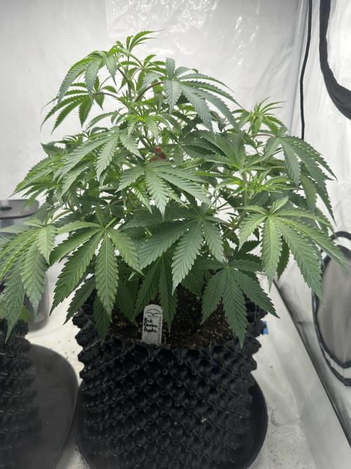 Spring Grow 2026. Week 3 - Probably 6 week?
