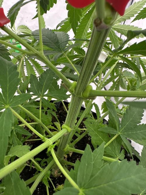 Spring Grow 2026. Week 3 - Looks weird. Can somebody tell me why it’s getting so thick on the junctions