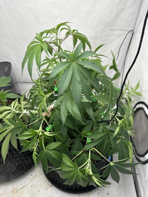 Spring Grow 2026. Week 3 - Lst