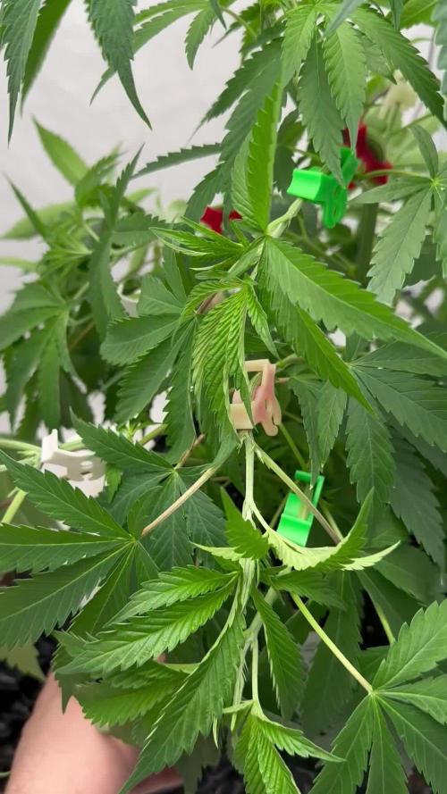 Spring Grow 2026