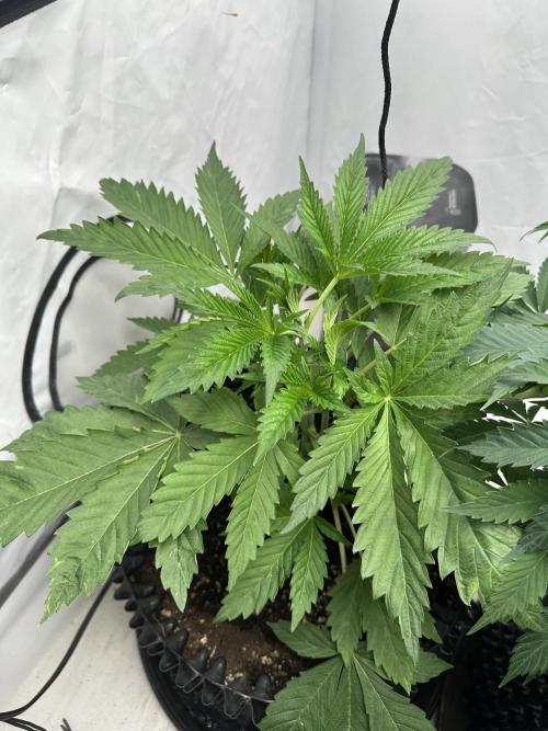 Spring Grow 2026. Week 4