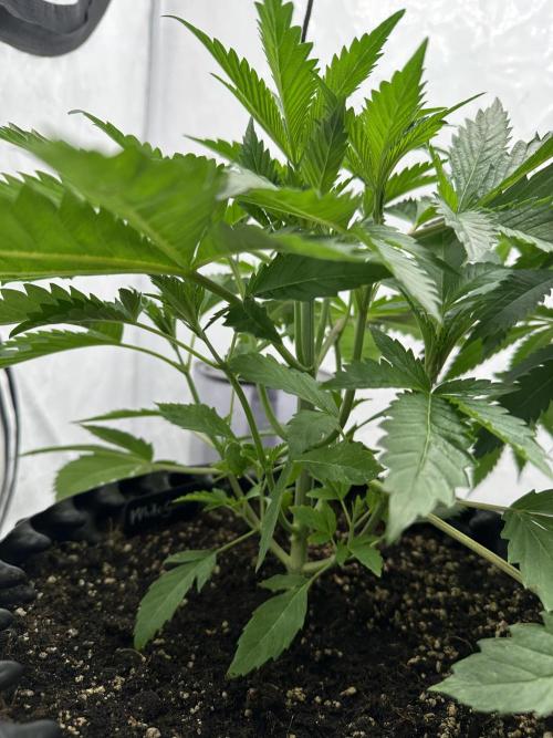 Spring Grow 2026. Week 4