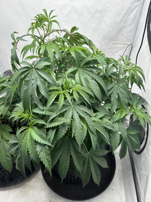 Spring Grow 2026. Week 4