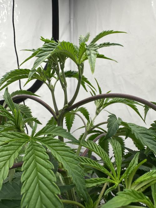 Spring Grow 2026. Week 4