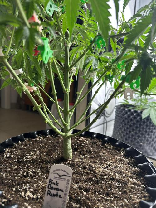 Spring Grow 2026. Week 4