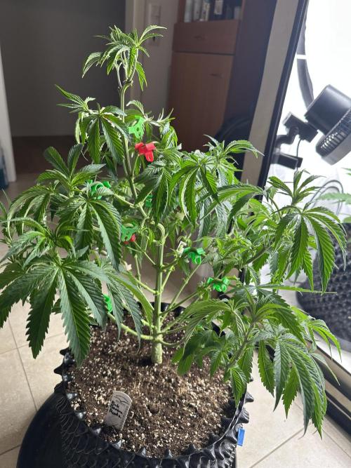 Spring Grow 2026. Week 4