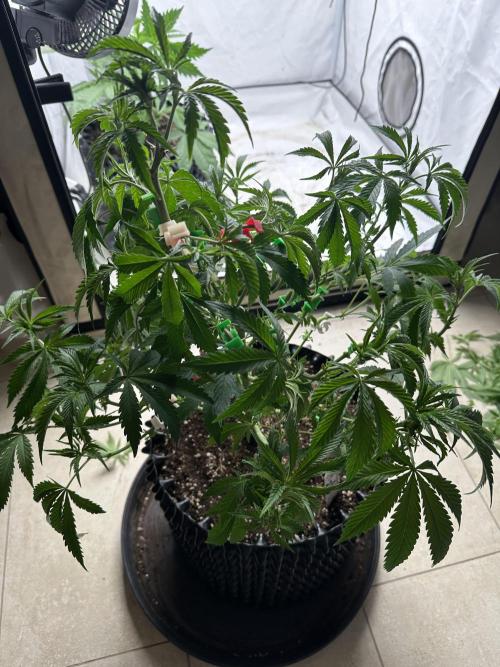 Spring Grow 2026. Week 4