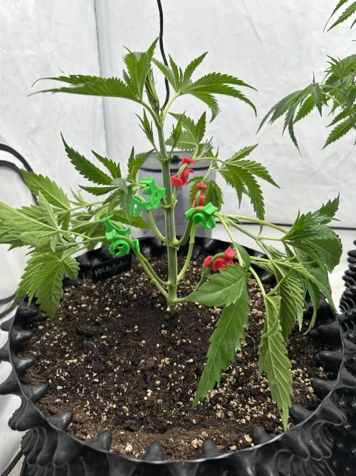 Spring Grow 2026. Week 4