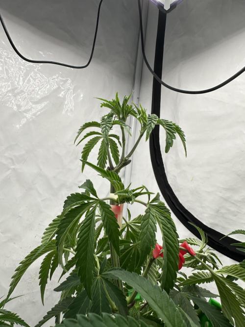 Spring Grow 2026. Week 4