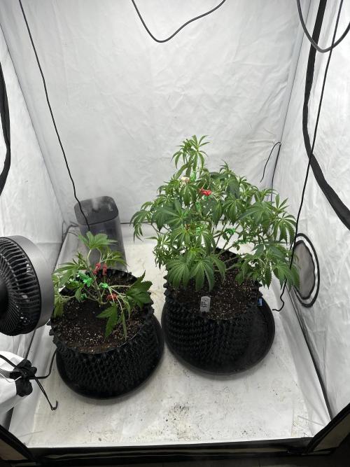 Spring Grow 2026. Week 4