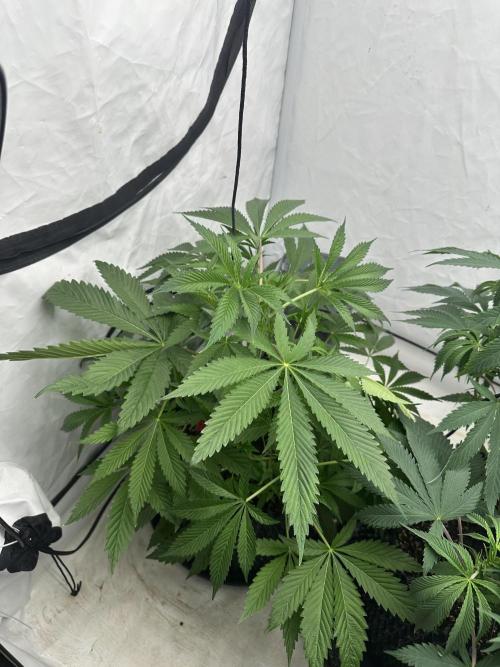 Spring Grow 2026. Week 5
