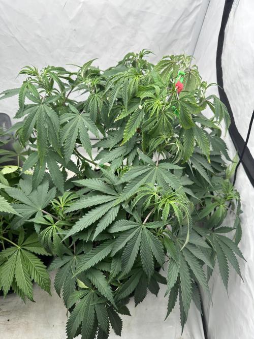 Spring Grow 2026. Week 5
