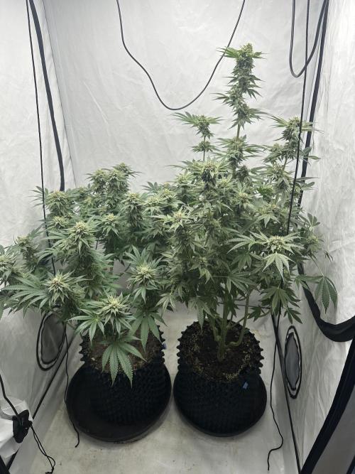 Spring Grow 2026. Week 11