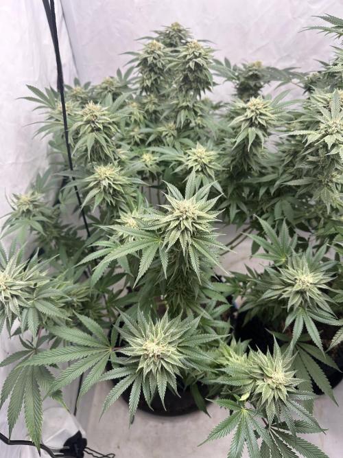 Spring Grow 2026. Week 11