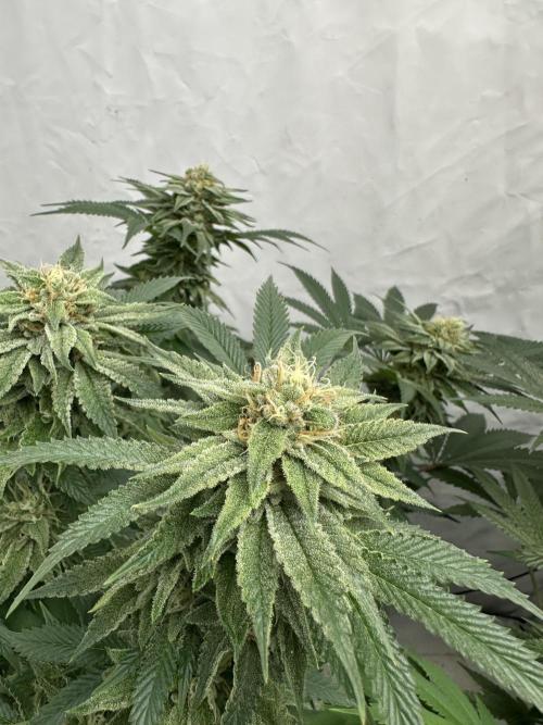 Spring Grow 2026. Week 11