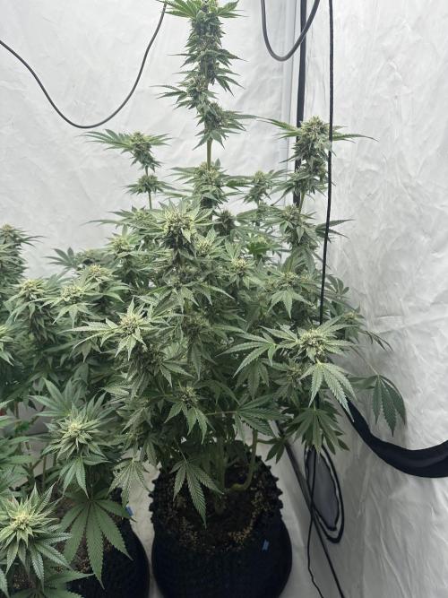 Spring Grow 2026. Week 11