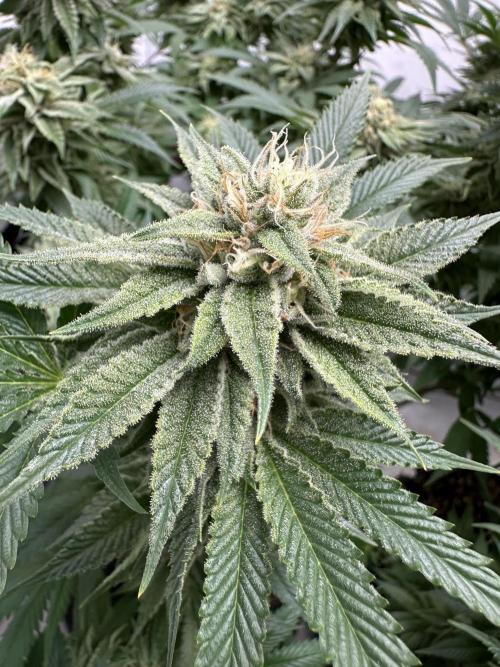 Spring Grow 2026. Week 11