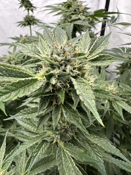 Spring Grow 2026. Week 11