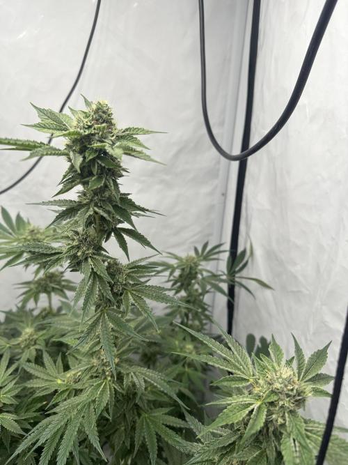 Spring Grow 2026. Week 11
