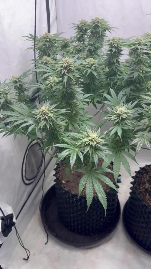 Spring Grow 2026