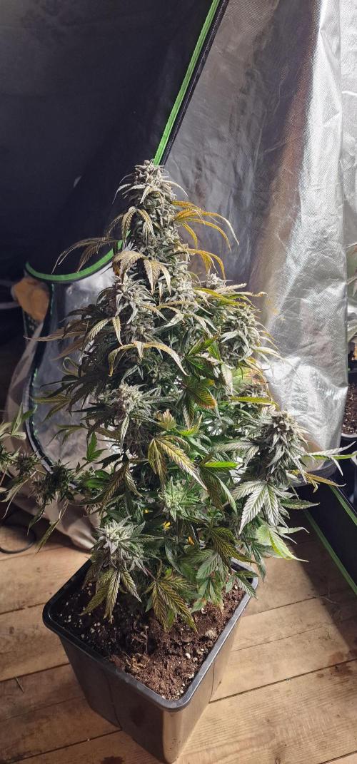 Haze Troll. Week 9 - Kurz vor der Ernte 
Ist ünrigens ein Steckling 