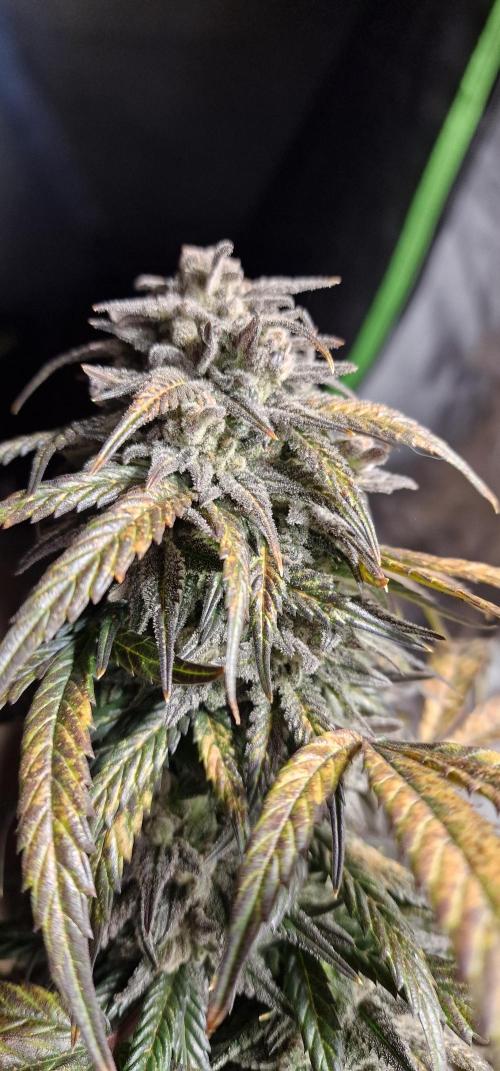 Haze Troll. Week 9 - Mainbud Steckling 