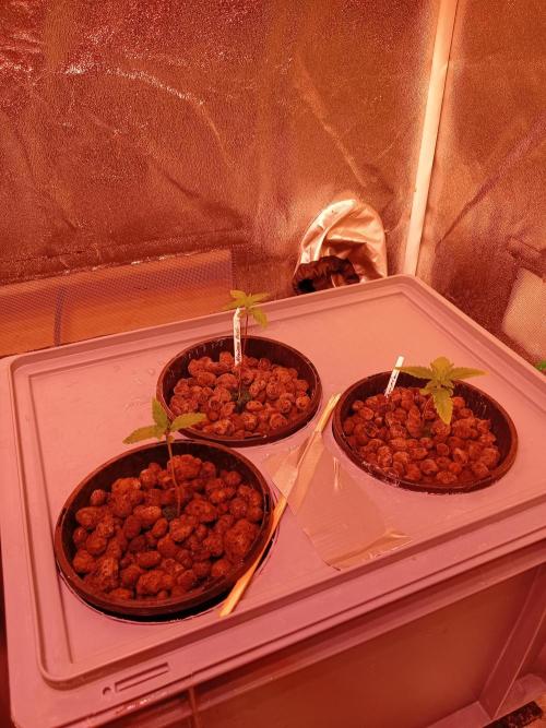 SATIVA Grow. Week 1