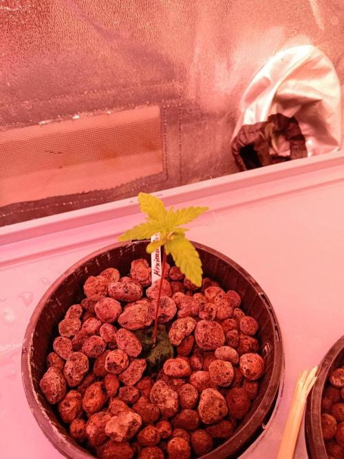 SATIVA Grow. Week 1