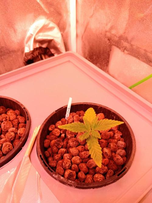 SATIVA Grow. Week 1