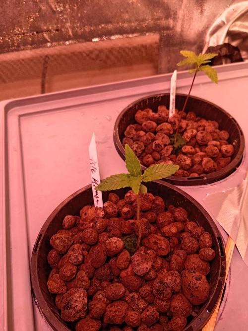 SATIVA Grow. Week 1