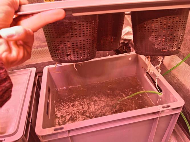 SATIVA Grow. Week 1 -  