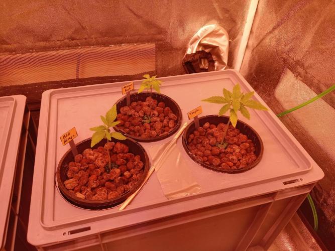 SATIVA Grow. Week 1