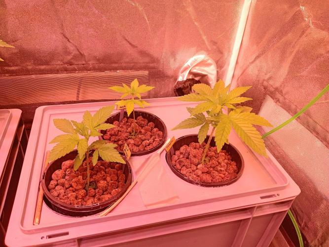 SATIVA Grow. Week 2