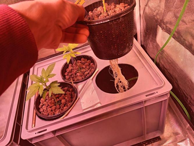 SATIVA Grow. Week 2