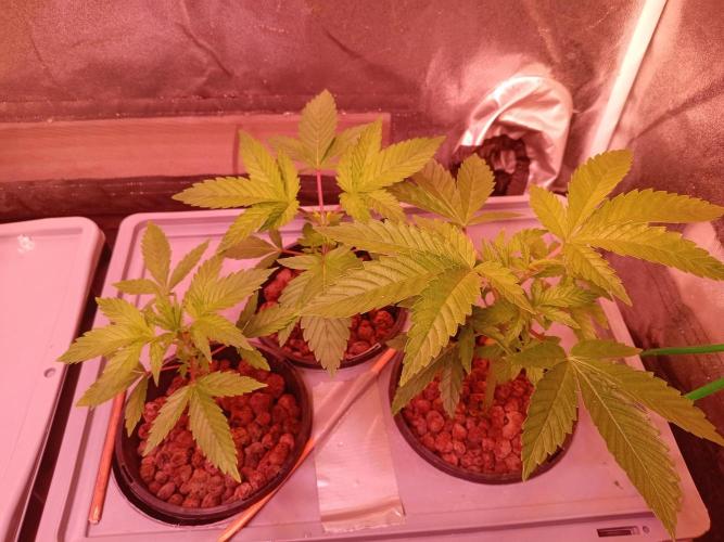 SATIVA Grow. Week 2 - Die 2 großen Pflanzen habe ich getoppt. Morgen sollen alle in eigenen Behälter. 