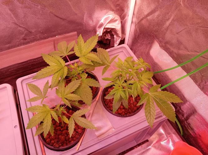 SATIVA Grow. Week 2 - Auch die kleine getoppt, ein paar Blätter entfernt