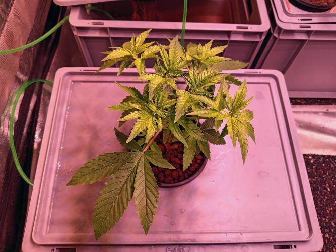 SATIVA Grow. Week 3 - Tangie