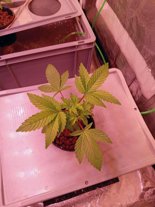 SATIVA Grow. Week 3 - Isla Mirage