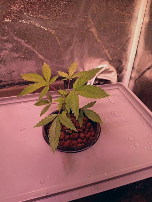 SATIVA Grow. Week 3 - Mexican Rush