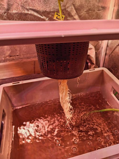 SATIVA Grow. Week 3 - Mexican Rush