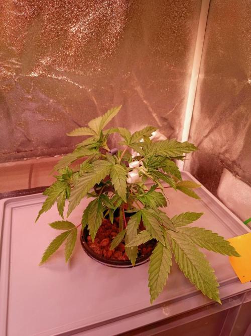 SATIVA Grow. Week 4 - Mexican Rush