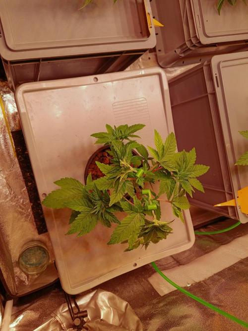 SATIVA Grow. Week 4 - Isla Mirage