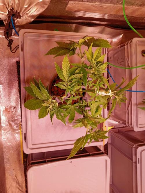 SATIVA Grow. Week 4 - Tangie