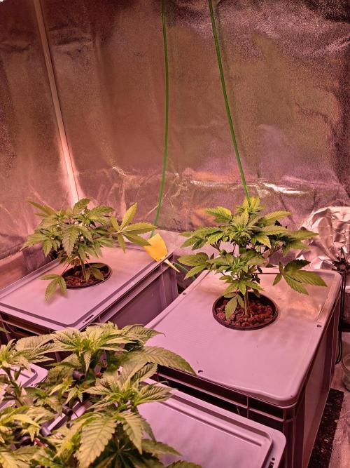 SATIVA Grow. Week 4