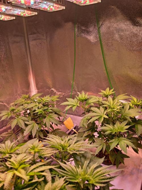 SATIVA Grow. Week 5