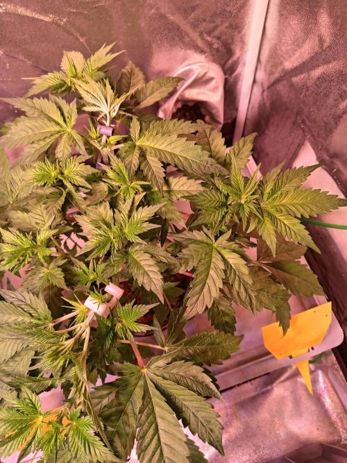 SATIVA Grow. Week 5 - Mexican Rush