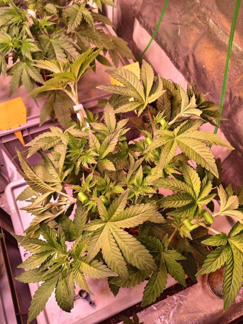 SATIVA Grow. Week 5 - Isla Mirage