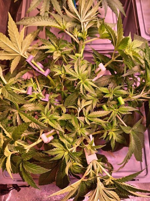 SATIVA Grow. Week 5 - Tangie